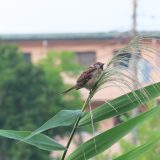 当サイトのホームページリニューアルのお知らせ