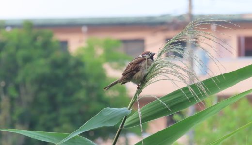 当サイトのホームページリニューアルのお知らせ